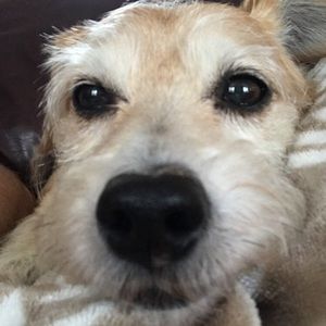 Meet your Posher, Will